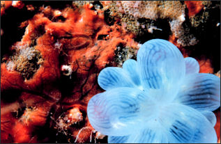 20110307-NOAA coral bubble reef2080.jpg